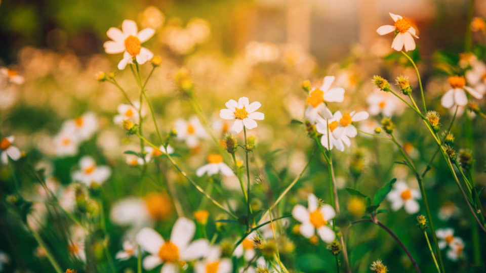 40-shutterstock_647365285