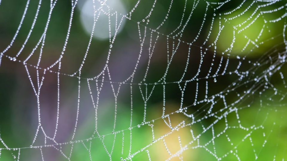 A aranha