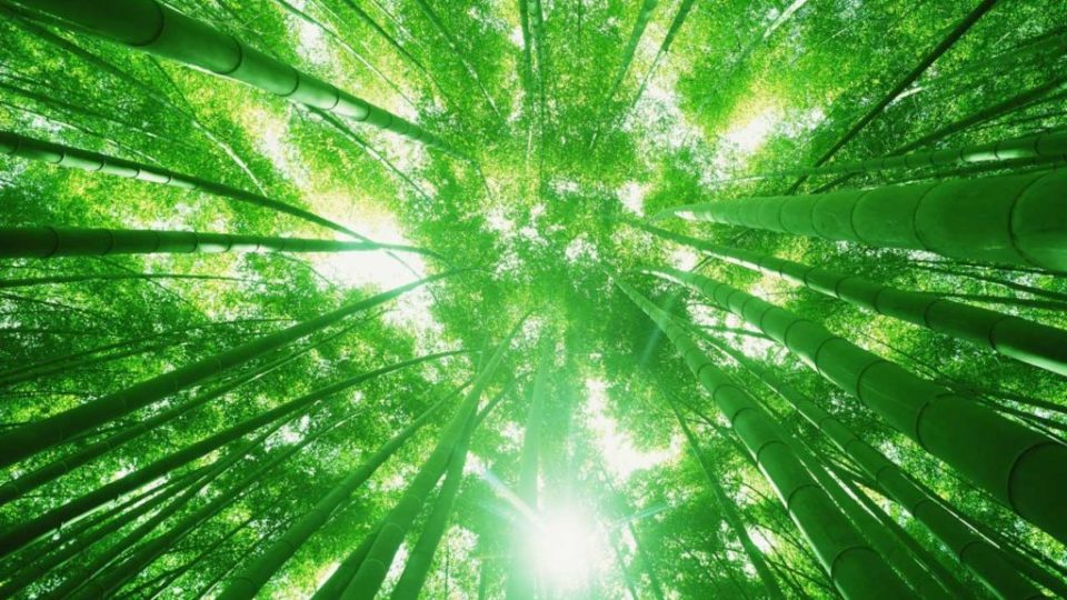 A história do bambu