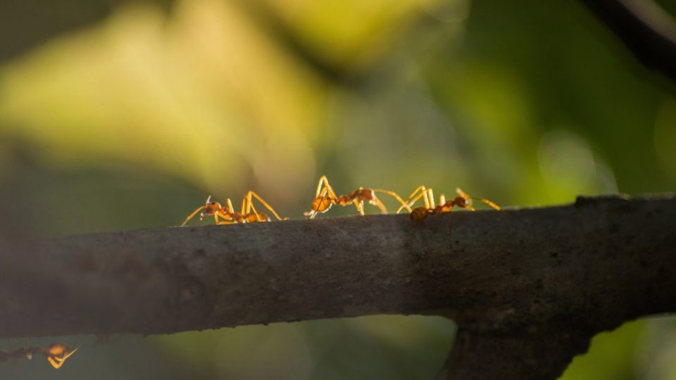 Aprendendo com as formigas