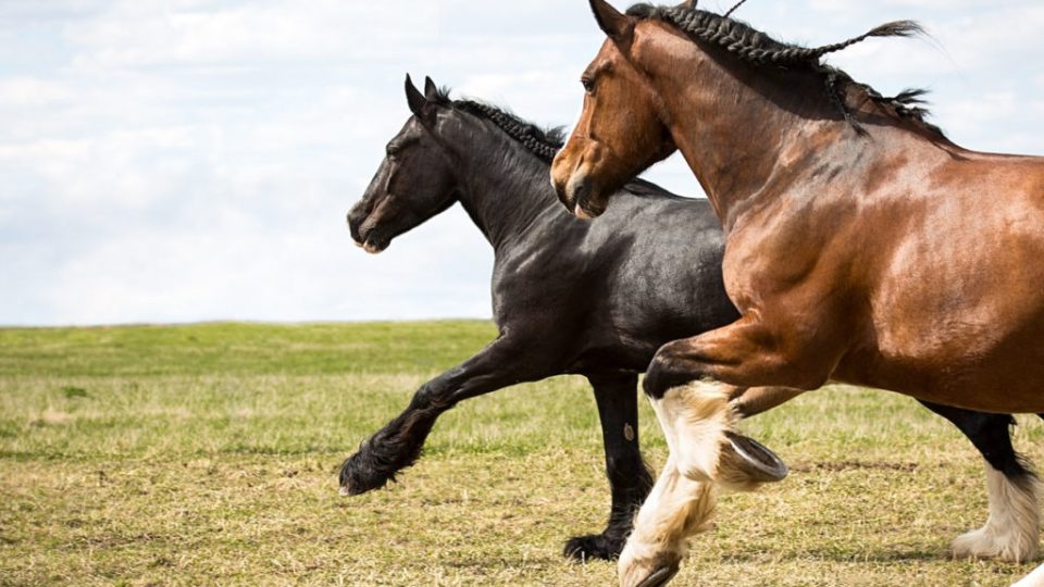 História de dois cavalos