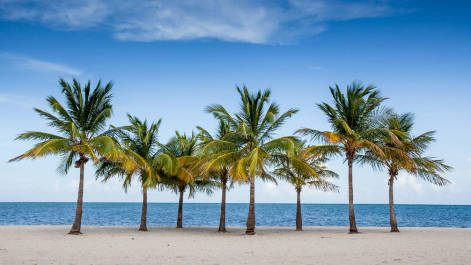 O Justo como Palmeira e Cedro no Líbano