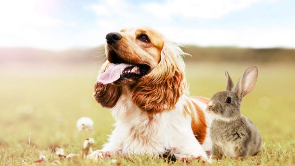 O coelho e o cachorro