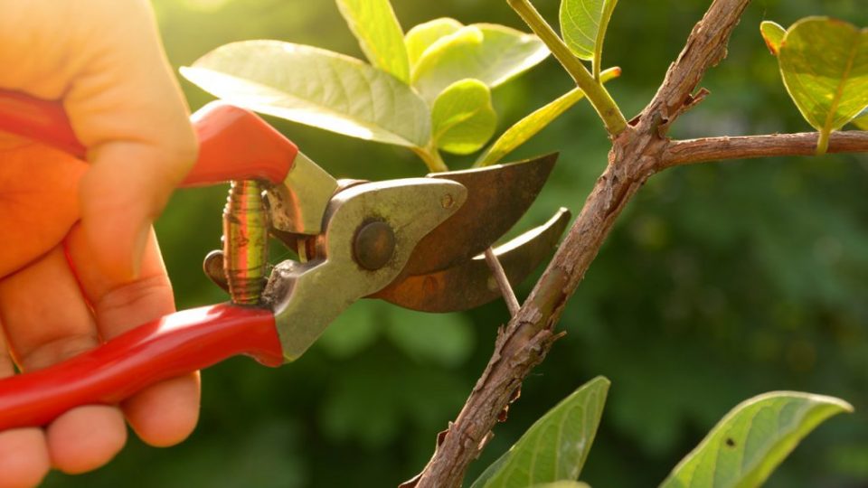 Podas