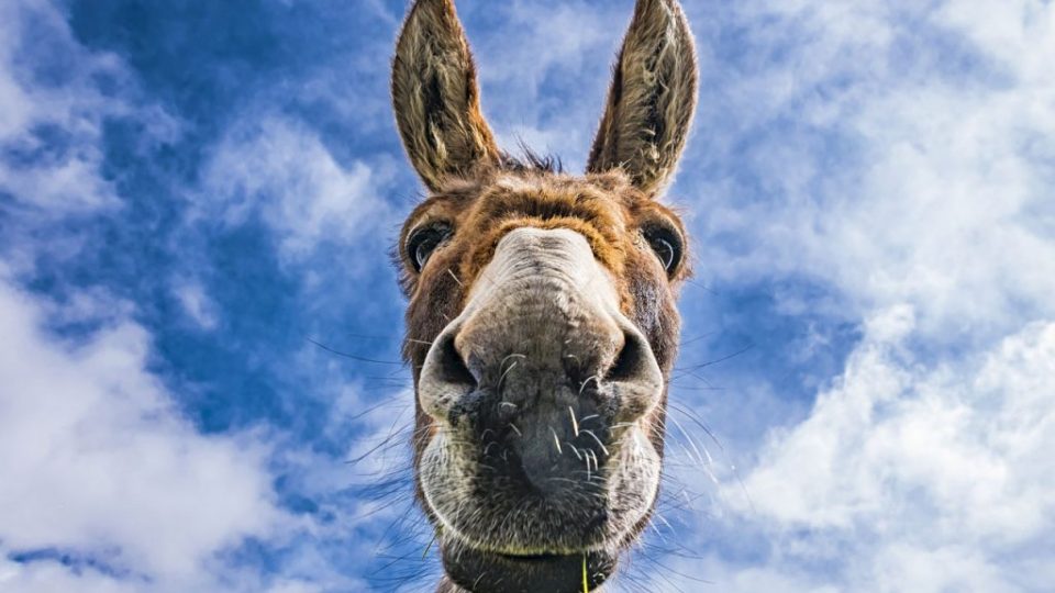 Quando jumentas empacam nosso caminho