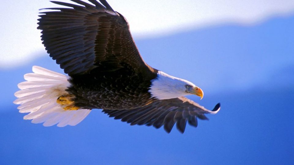 aguiaeopardal