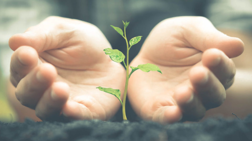 shutterstock_510944518maos cuidando de planta que cresce conceito de amparo